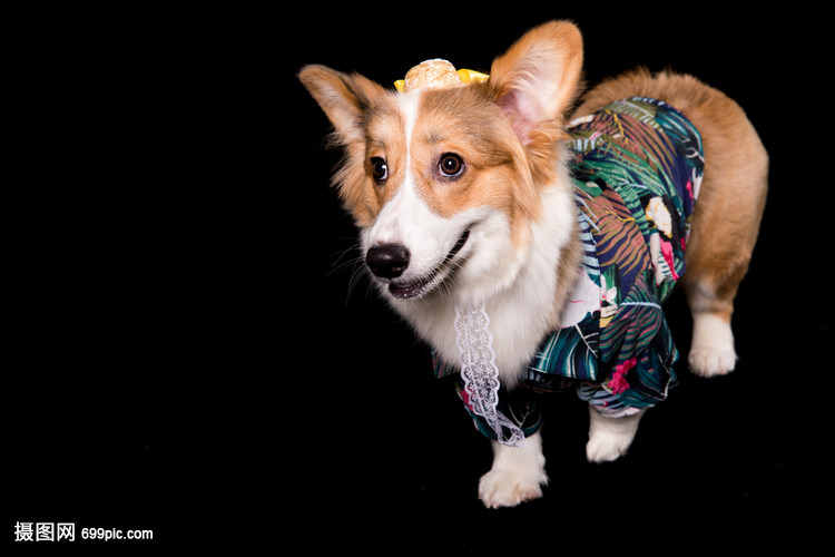 猫气晕了是什么原因?揭秘猫咪的“晕厥”之谜